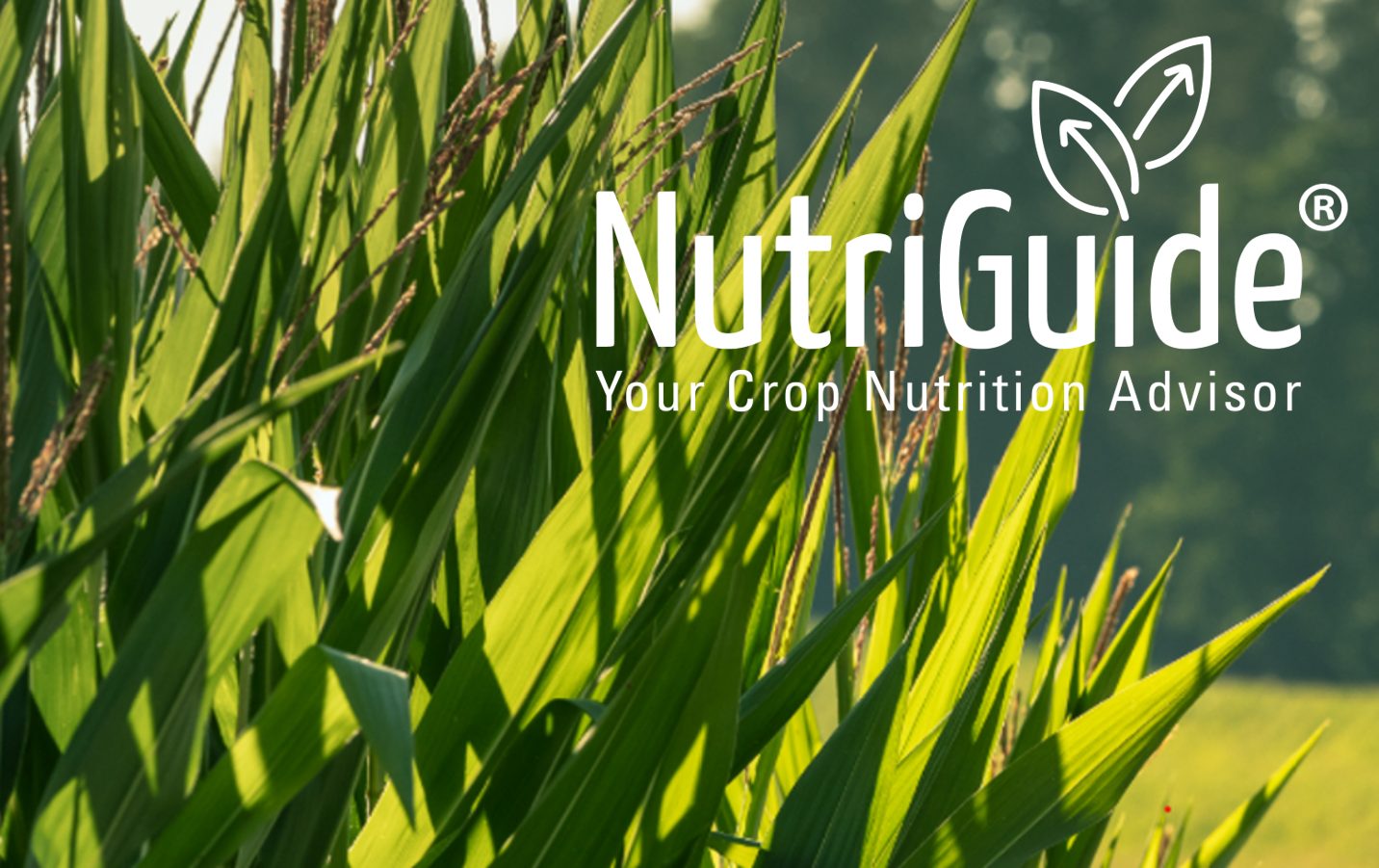 Mais_Bild_mit_logo2_NutriGuide